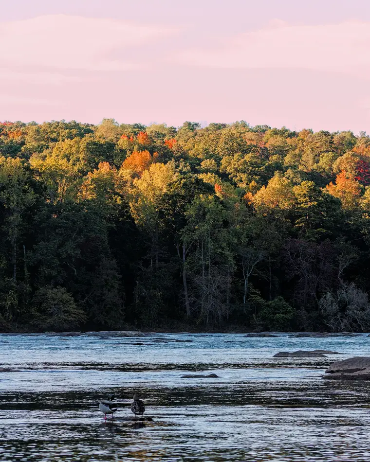 Autumn color on the wooded banks of the Chattahoochee River
