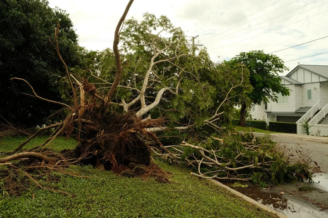 Storm-uprooted tree torn out of a front yard, roots bare